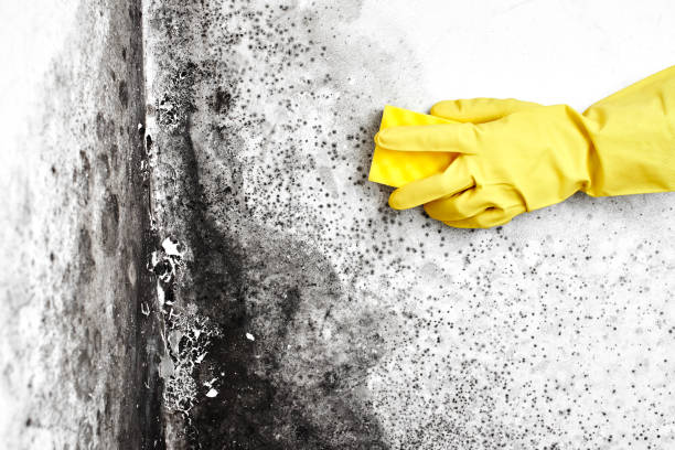 Best Mold Removal Company Near Me  in Yuipa, CA