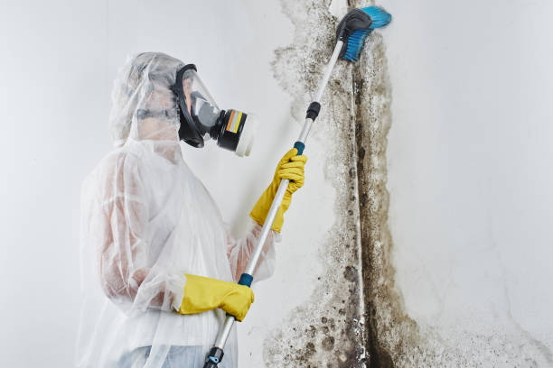 Best Mold Testing  in Yuipa, CA