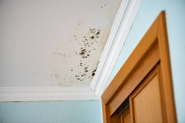 Best Mold Removal Near Me  in Yuipa, CA