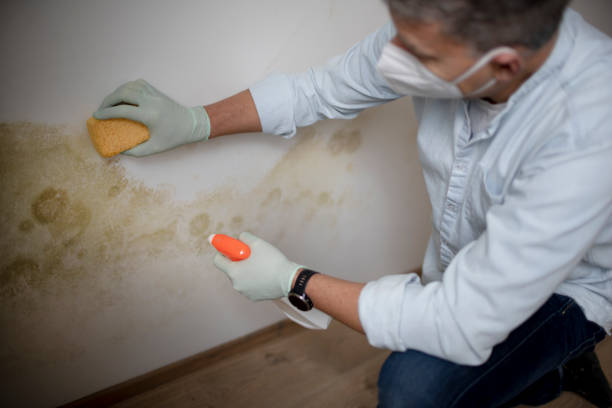 Best Commercial Mold Removal  in Yuipa, CA