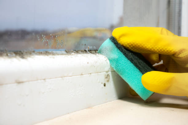 Best Attic Mold Removal  in Yuipa, CA