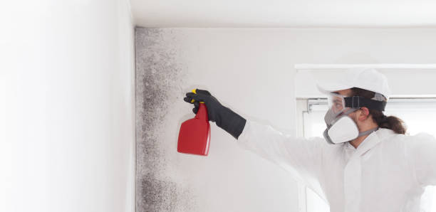 Best Professional Mold Removal  in Yuipa, CA