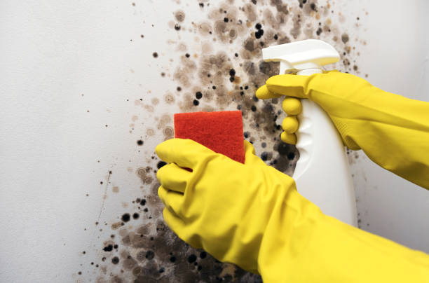 Reliable Yucaipa, CA Mold Removal Solutions