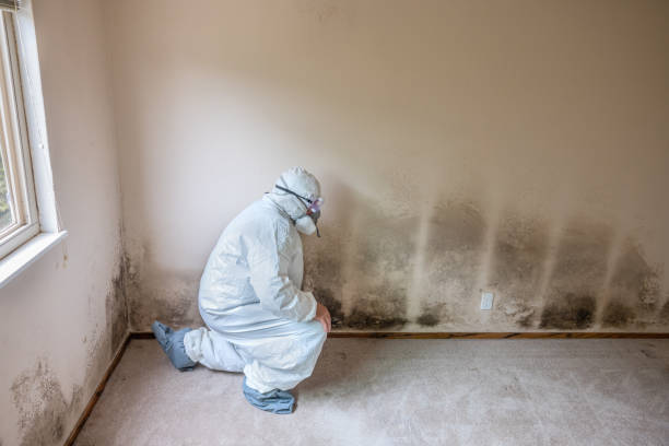 Best Mold Testing  in Yuipa, CA