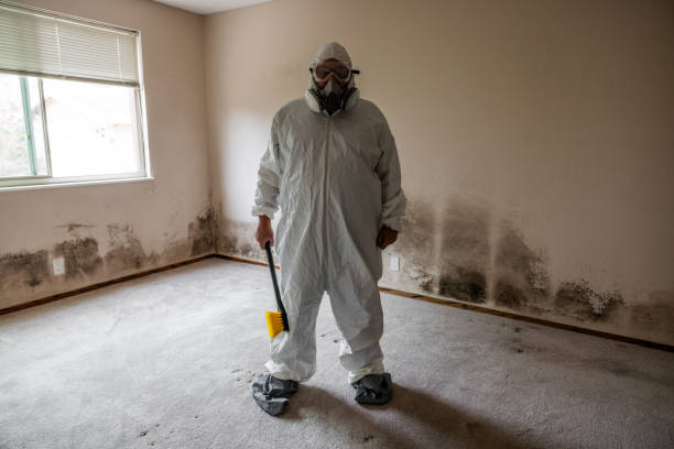 Best Mold Remediation  in Yuipa, CA